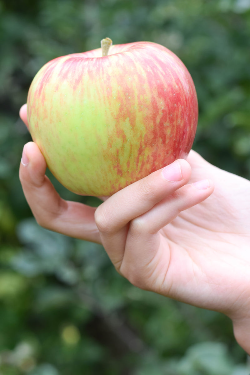 It began with apples